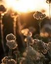 Silhoette di wildflowers against golden sunset background