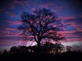 Tree in the morning light