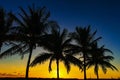 Silhoette of palm trees welcoming the sunset under the navy blue sky