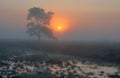 Silhouet of pine tree at sunrise