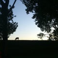 Silhouet sheep Royalty Free Stock Photo