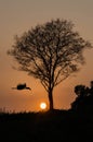 Silhouete of tree and bird