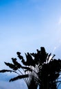 Silhouete tree and the clouds in blue sky