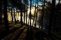 Silhouete tree sunrise on lakeside