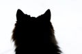 Silhouett of a cat`s head on a white isolated background close up_