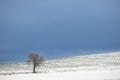 Silhouette of abare tree along country road in Poland, Europe on misty day in winter Royalty Free Stock Photo
