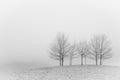 Silhouette of abare trees along country road in Poland, Europe on misty day in winter Royalty Free Stock Photo