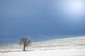 Silhouette of abare trees along country road in Poland, Europe on misty day in winter Royalty Free Stock Photo