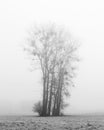 Silhouette of abare trees along country road in Poland, Europe on misty day in winter Royalty Free Stock Photo