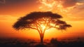 Silhouette of acacia tree in African sunset landscape Royalty Free Stock Photo