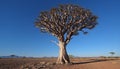 Silhouette of acacia tree on arid sand dune generated by AI Royalty Free Stock Photo