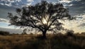 Silhouette of acacia tree, sunset paints African wilderness in orange generated by AI Royalty Free Stock Photo