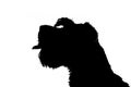 Silhouette of an adorable miniature schnauzer