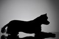 Silhouette of an adorable Yorkshire Terrier