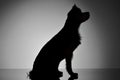 Silhouette of an adorable Yorkshire Terrier