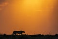 A silhouette of an adult cheetah stalking prey at sunset in Masai Mara Kenya Royalty Free Stock Photo
