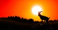 Silhouette of adult male ibex on the rock at sunset