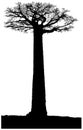 Silhouette of a African baobab