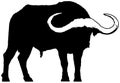 Silhouette of African buffalo Royalty Free Stock Photo