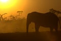Silhouette of African Elephant Royalty Free Stock Photo