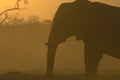 Silhouette of African Elephant Royalty Free Stock Photo