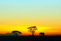 Silhouette of African elephant against the backdrop of the sunset in the Serengeti National Park. Africa. Wildlife of Tanzania.