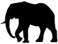 Silhouette of African elephant.