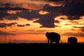 Silhouette of African elephants during sunset Royalty Free Stock Photo