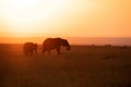 Silhouette of African elephants during sunset, Masai Mara Royalty Free Stock Photo