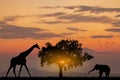 Silhouette African Elephants at sunset or sunrise. Wildlife Nature Background. African savanna landscape Royalty Free Stock Photo