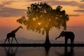 Silhouette African Elephants at sunset or sunrise. Wildlife Nature Background. African savanna landscape Royalty Free Stock Photo
