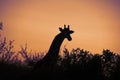 Silhouette of African giraffe specimen in the African savanna of South Africa under an orange sky at sunset