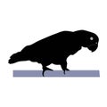 Silhouette of a african grey parrot Psittacus erithacus. Side view. Vector illustration isolated on white background Royalty Free Stock Photo