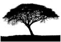 Silhouette of the African tree