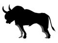 Silhouette of aggressive bull