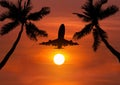 Silhouette airplane flying in sunset with silhoutte palm trees