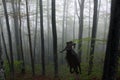 Silhouette of an amazon warrior woman riding a horse in forest