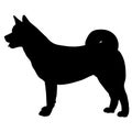 Silhouette of American Akita