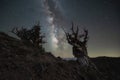 Silhouette of Ancient Bristlecone Pine Trees with the Milky Way Galaxy
