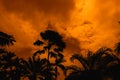 silhouette ancient tall palm tree orange night sky