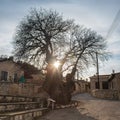 Silhouette of ancient terebinth tree in a village at sunset Royalty Free Stock Photo