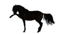 Silhouette of an Andalusian horse performing Spanish walk Royalty Free Stock Photo