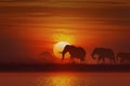 Silhouette elephant and calm river, elephant and grass and tree at sunset Royalty Free Stock Photo