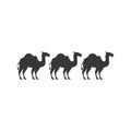 Silhouette animal figure of camels flat icon