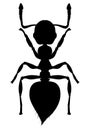 Silhouette Ant Crematogaster Royalty Free Stock Photo