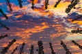 Silhouette of the antenna of cellular cell phone and communication system tower with Beautiful sunset sky, color dark Royalty Free Stock Photo