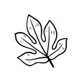 Silhouette of Aralia leaves. Tropical plant floral doodle element. Outline Aralia hawaiian leaf. Hand drawn palm leaves