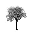 Silhouette: an ash-tree with leaves Royalty Free Stock Photo