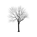 Silhouette: an ash-tree without leaves Royalty Free Stock Photo