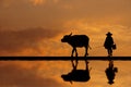 Silhouette Asian farmer raising buffalo at farm